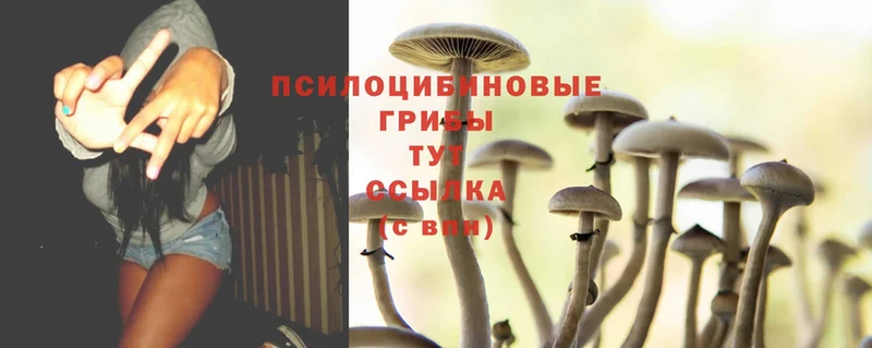 Псилоцибиновые грибы Magic Shrooms  MEGA вход  Кировск  купить  цена 